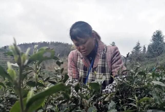有关于贞丰：近十万亩春茶吐新芽 昔日荒山变绿洲的最新消息(2)