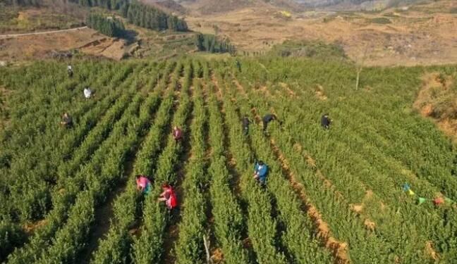 有关于贞丰：近十万亩春茶吐新芽 昔日荒山变绿洲的最新消息