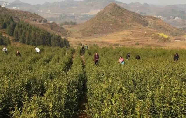 有关于贞丰：近十万亩春茶吐新芽 昔日荒山变绿洲的最新消息(1)
