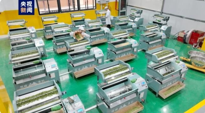 有关于广西三江 春茶抢“鲜”赶制 全力供应市场的最新消息