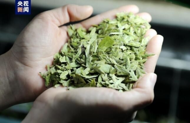 有关于广西三江 春茶抢“鲜”赶制 全力供应市场的最新消息(4)