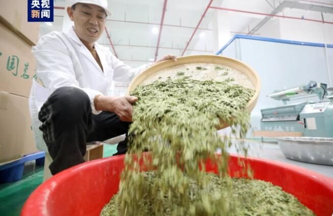 有关于广西三江 春茶抢“鲜”赶制 全力供应市场的最新消息(1)
