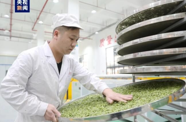 有关于广西三江 春茶抢“鲜”赶制 全力供应市场的最新消息(2)