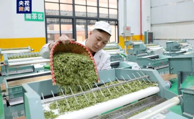 有关于广西三江 春茶抢“鲜”赶制 全力供应市场的最新消息(3)