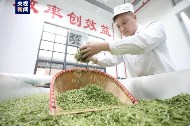 有关于广西三江 春茶抢“鲜”赶制 全力供应市场的最新消息(5)