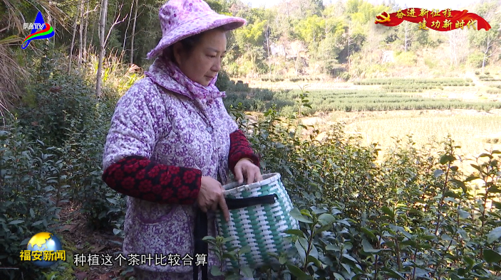 关于福安特早春茶“乌牛早”采摘上市的最新消息(1)