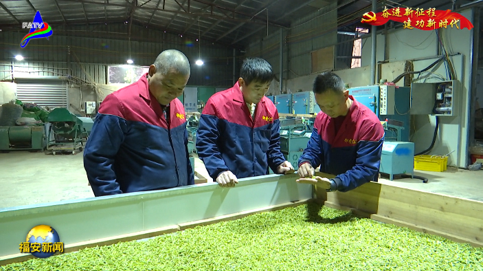 关于福安特早春茶“乌牛早”采摘上市的最新消息(3)