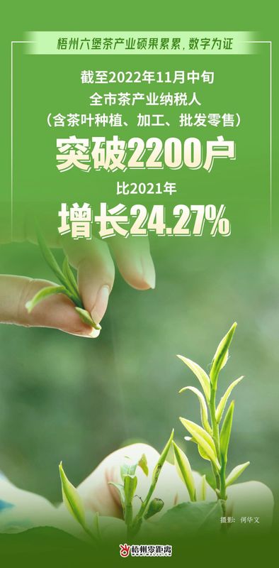 关于过去一年，梧州六堡茶产业硕果累累，数字为证！的最新消息(5)