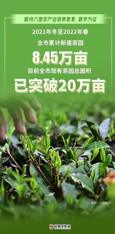 关于过去一年，梧州六堡茶产业硕果累累，数字为证！的最新消息