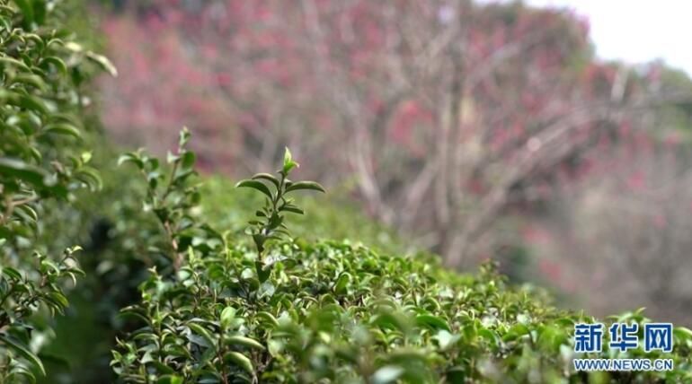 关于广西昭平：茶园百花开 似五彩云朵飘浮碧海的资讯(2)