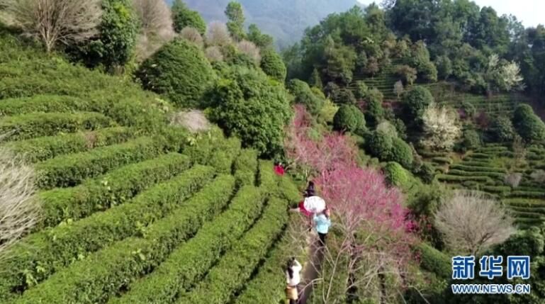 关于广西昭平：茶园百花开 似五彩云朵飘浮碧海的资讯(3)