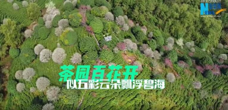 关于广西昭平：茶园百花开 似五彩云朵飘浮碧海的资讯