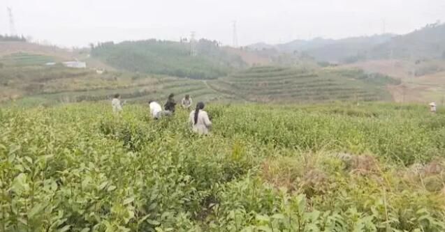 有关于五福街道廷必村：600亩乌牛早茶采摘上市的信息