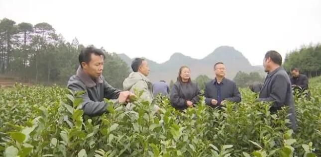 有关于五福街道廷必村：600亩乌牛早茶采摘上市的信息(2)