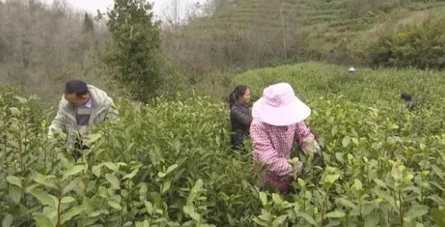 有关于五福街道廷必村：600亩乌牛早茶采摘上市的信息(1)