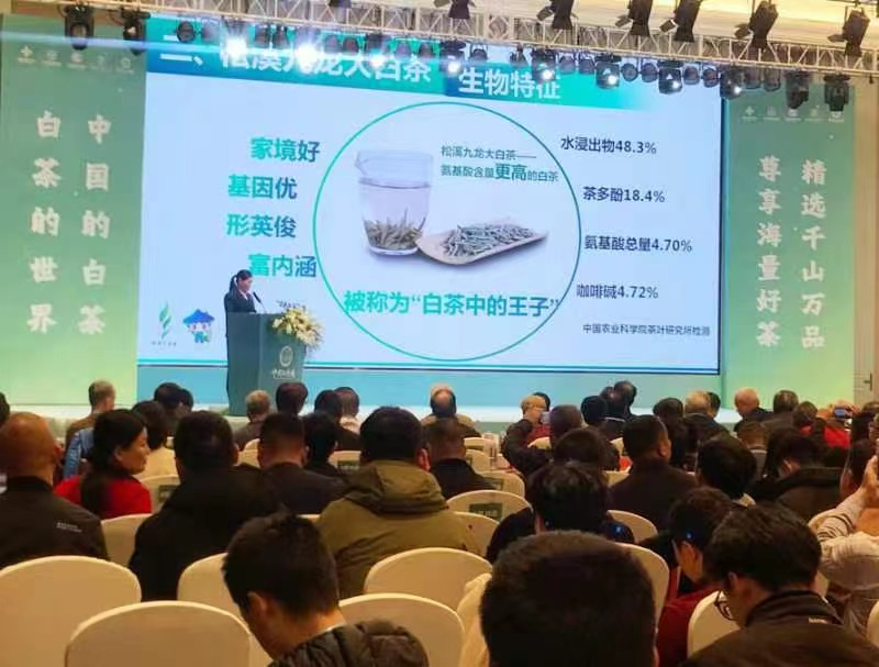 关于松溪九龙大白茶亮相中国白茶城福州服务中心的内容(1)