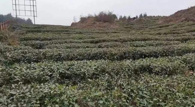 有关于高山新茶随春到 多措并举迎采摘的消息