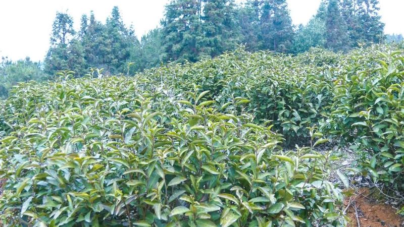 关于崇阳县青山镇：万亩茶园管护忙 只待春茶溢新香的消息(3)