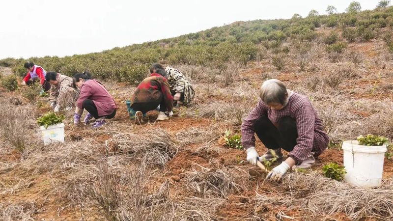 关于崇阳县青山镇：万亩茶园管护忙 只待春茶溢新香的消息(1)