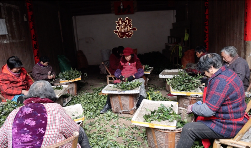 关于春暖繁育忙 茶苗销售旺的消息(3)