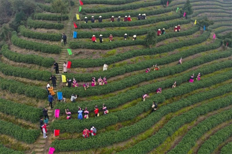 有关于春光明媚，茶香醉人，平阳黄汤开采啦！的新闻(8)