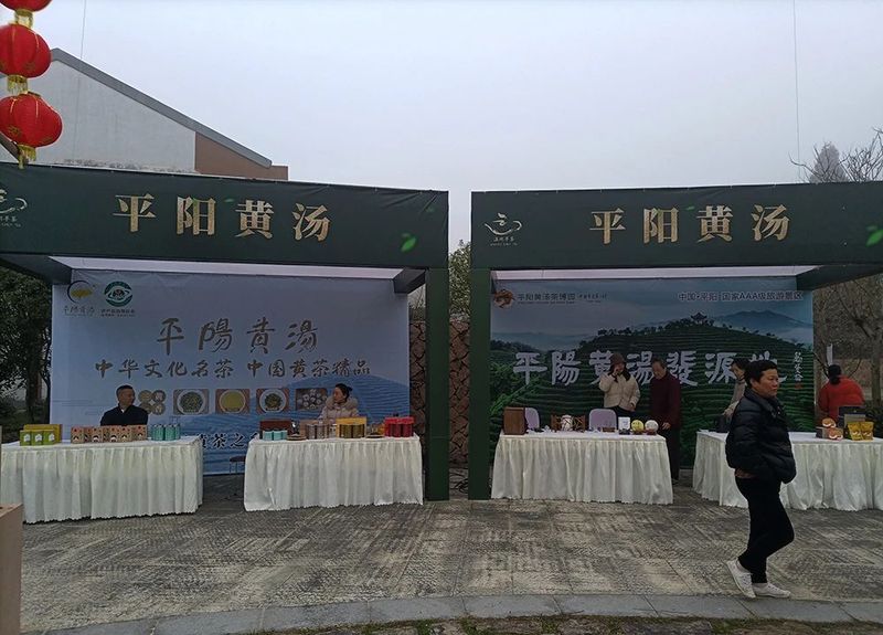 有关于春光明媚，茶香醉人，平阳黄汤开采啦！的新闻(9)