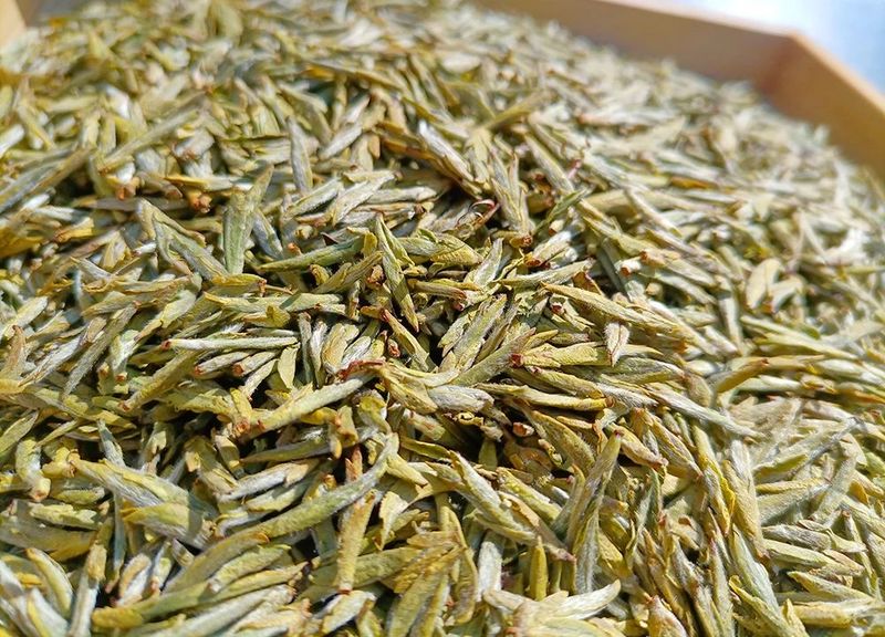 有关于春光明媚，茶香醉人，平阳黄汤开采啦！的新闻(7)