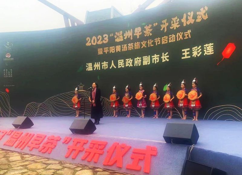 有关于春光明媚，茶香醉人，平阳黄汤开采啦！的新闻(3)