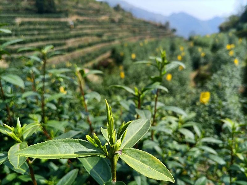 有关于春光明媚，茶香醉人，平阳黄汤开采啦！的新闻(10)