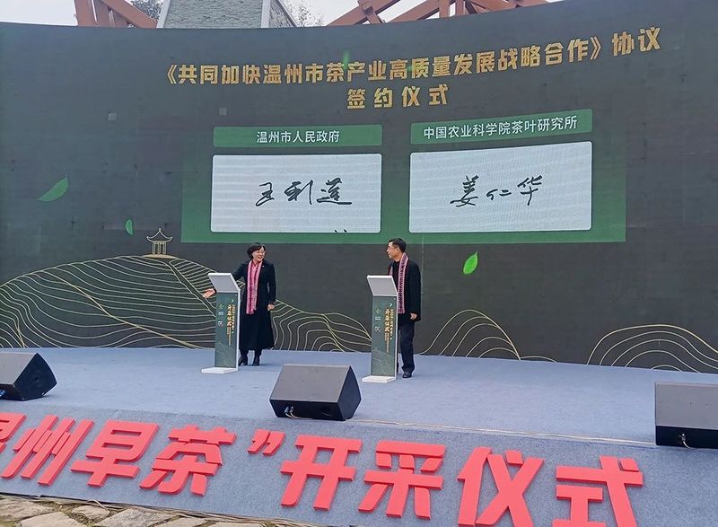有关于春光明媚，茶香醉人，平阳黄汤开采啦！的新闻(5)