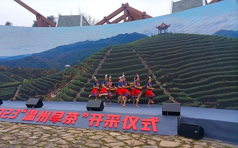有关于春光明媚，茶香醉人，平阳黄汤开采啦！的新闻(2)