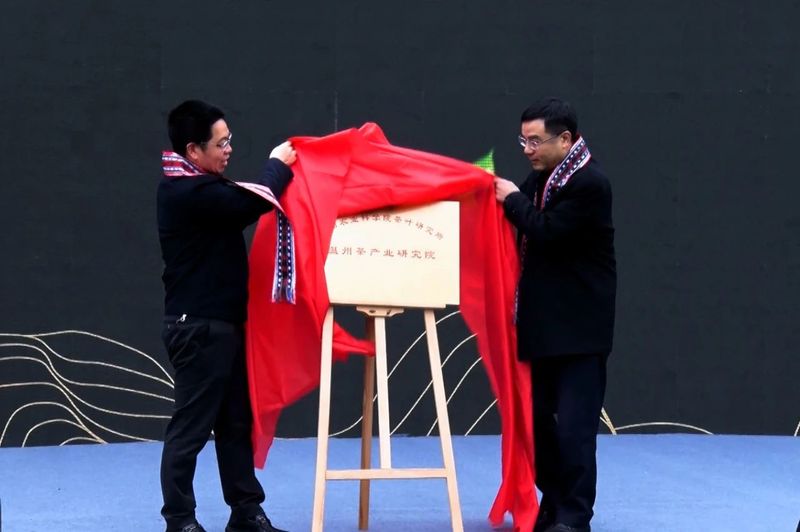 有关于春光明媚，茶香醉人，平阳黄汤开采啦！的新闻(6)