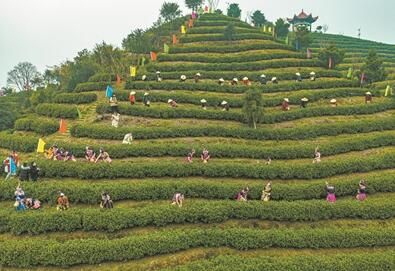 关于温州早茶全面开采 送上春天第一杯新茶的新闻(1)