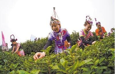关于温州早茶全面开采 送上春天第一杯新茶的新闻