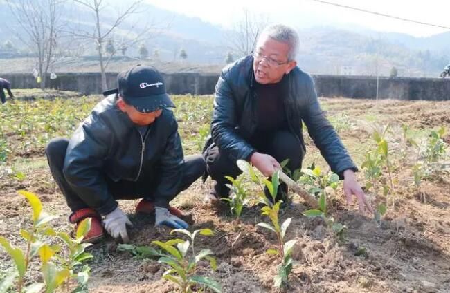 有关于淳安县：种下“绿色”希望 春季茶苗补植忙的消息(1)