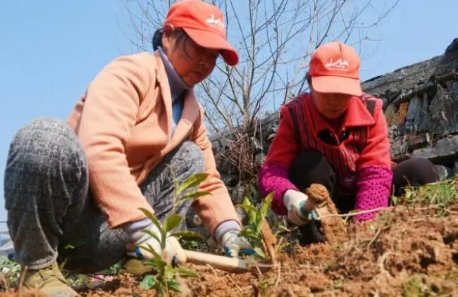 有关于淳安县：种下“绿色”希望 春季茶苗补植忙的消息(2)