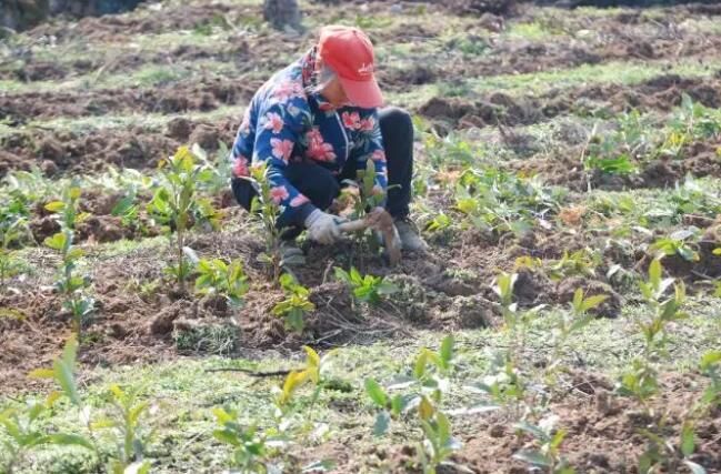 有关于淳安县：种下“绿色”希望 春季茶苗补植忙的消息(3)