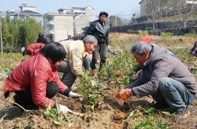 有关于淳安县：种下“绿色”希望 春季茶苗补植忙的消息