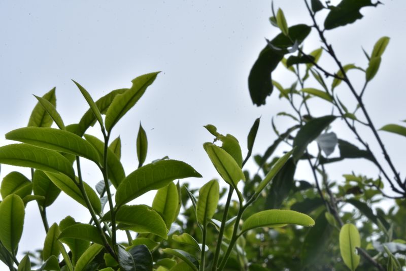 关于弯弓普洱茶口感，2023年易武弯弓古树春茶多少钱的资讯