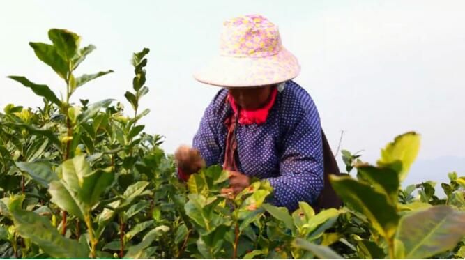 有关于田林漫山茶飘香 茶农采茶忙的相关内容(1)
