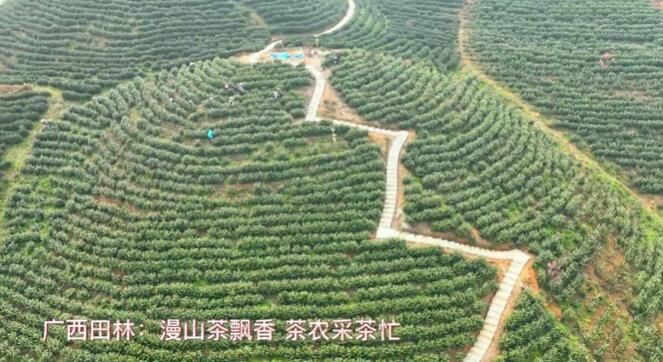 有关于田林漫山茶飘香 茶农采茶忙的相关内容
