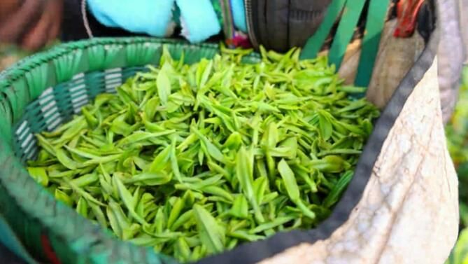 有关于田林漫山茶飘香 茶农采茶忙的相关内容(2)
