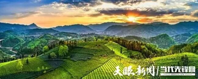 有关于普安：古茶树之乡奏响富民协奏曲的信息(1)