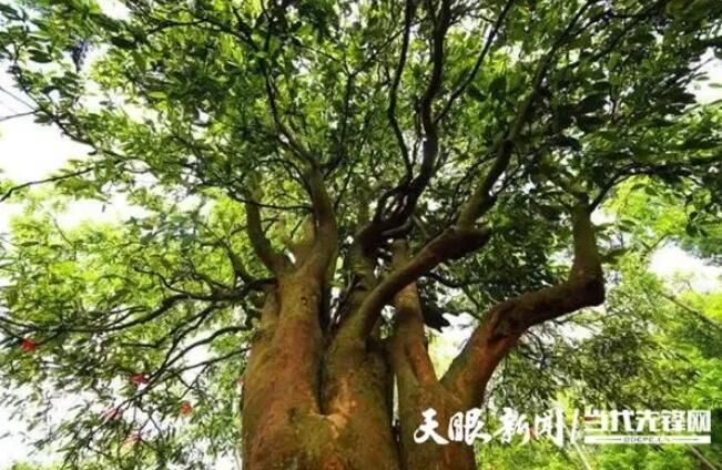 有关于普安：古茶树之乡奏响富民协奏曲的信息(2)