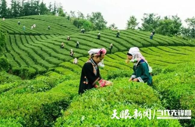 有关于普安：古茶树之乡奏响富民协奏曲的信息(3)