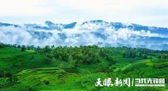 有关于普安：古茶树之乡奏响富民协奏曲的信息(4)