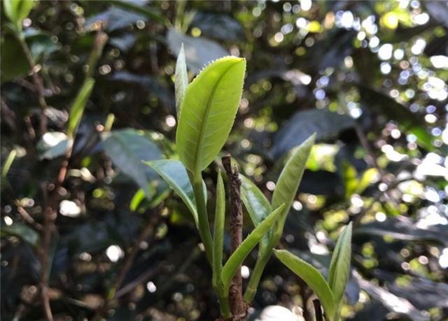 关于蛮砖古树春茶价格多少钱2023的最新消息