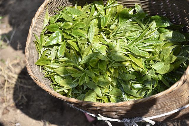 关于蛮砖古树春茶价格多少钱2023的最新消息(3)