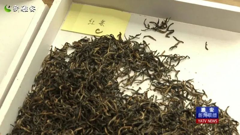 有关于 厚积薄发 起步提速 全力以赴备战春茶季的相关信息(7)