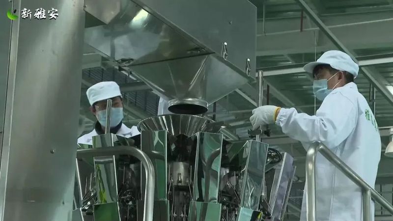 有关于 厚积薄发 起步提速 全力以赴备战春茶季的相关信息